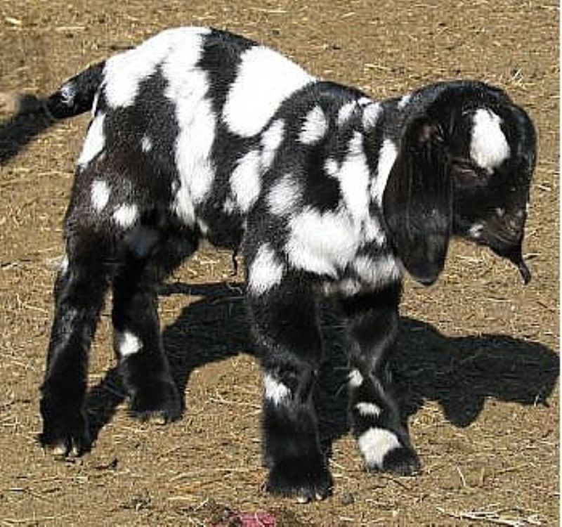 black boer goats for sale