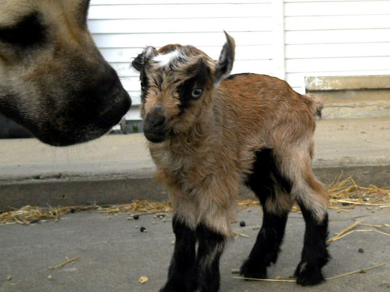 As tiny as this newborn baby is, Jessica is 100% trustworthy and protective!