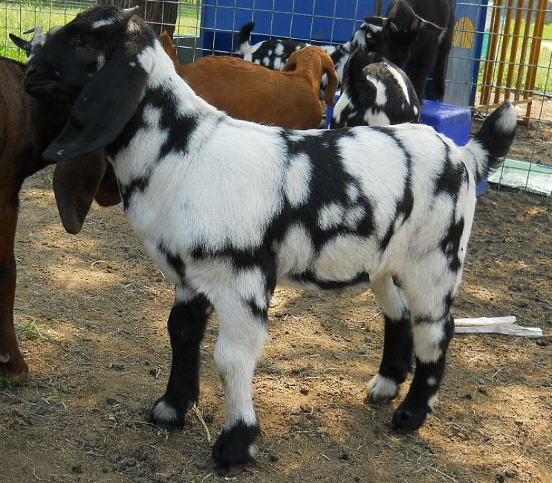 Dreamer's Farm Razzle Dazzle - Boer Goat New Kid