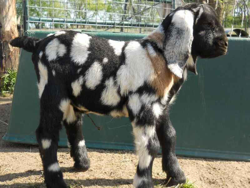 Abracadabra - Boer Goat Fullblood Buck