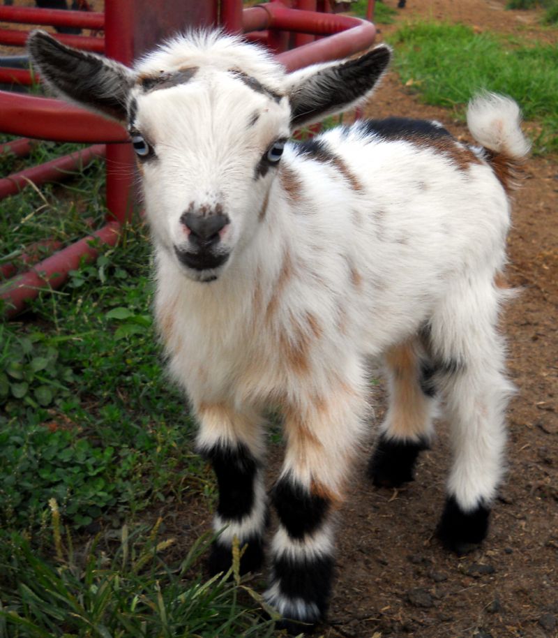 Individual Record At Dreamer s Farm