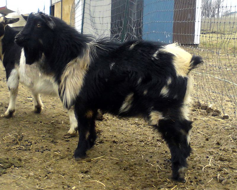 as a yearling