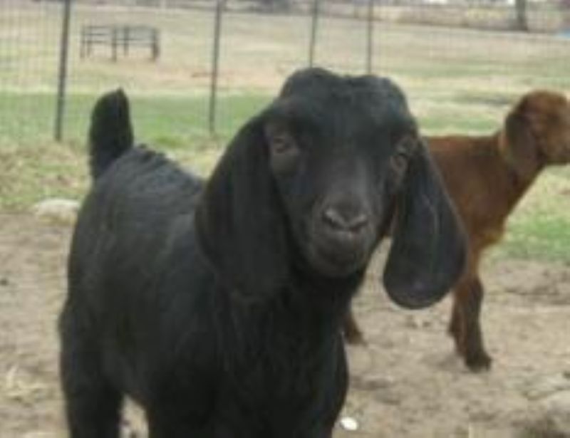Boer Goats For Sale in Missouri from Dreamer's Farm