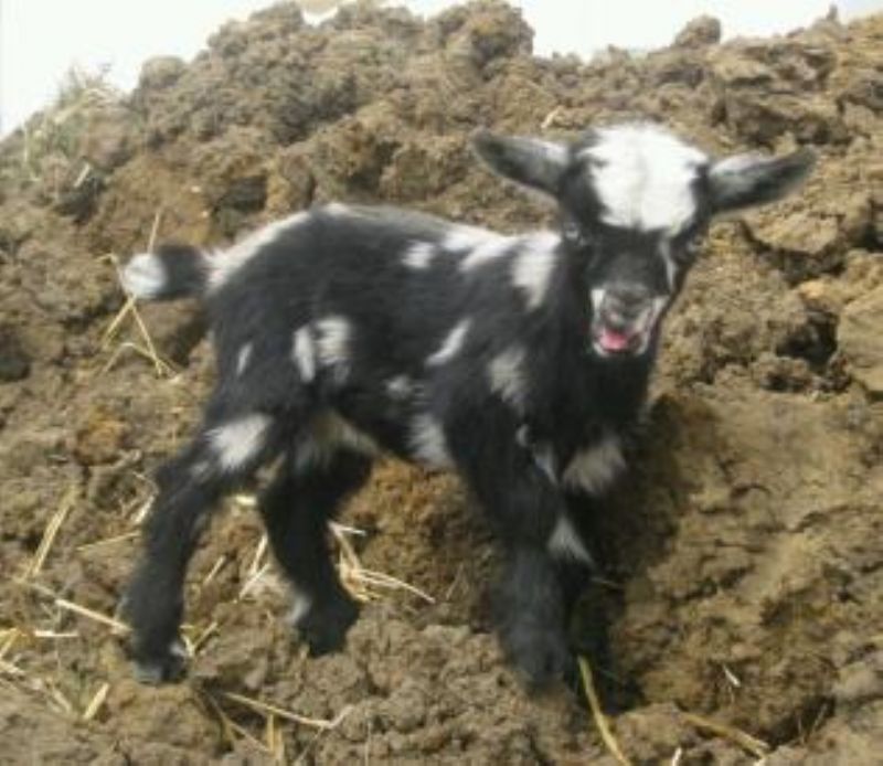 Minnie Mouse - Nigerian Dwarf Goat Doe