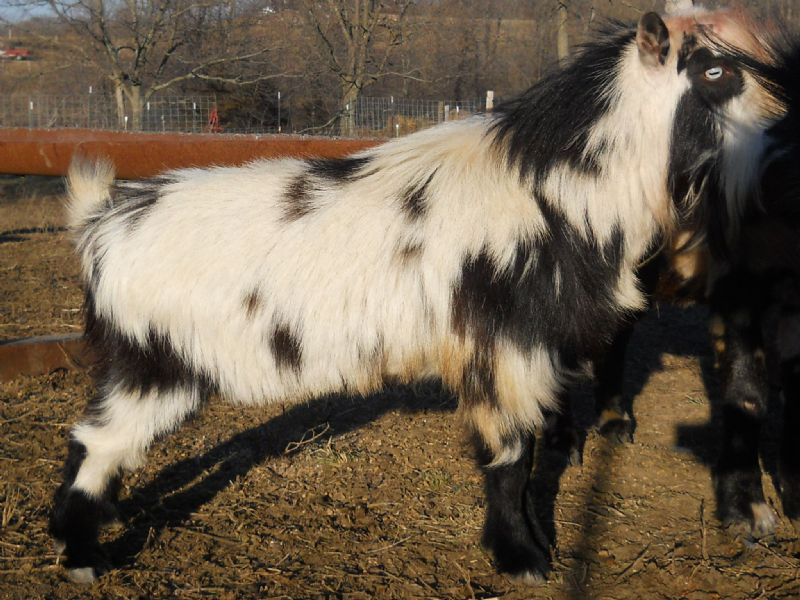 Holloways Sacred Bandido Blu - Nigerian Dwarf Goat Buck