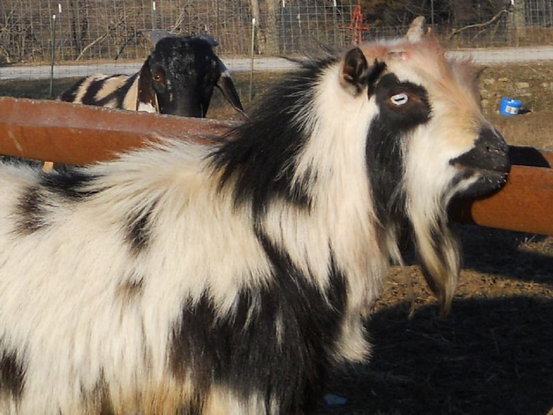 Holloways Sacred Bandido Blu - Nigerian Dwarf Goat Buck
