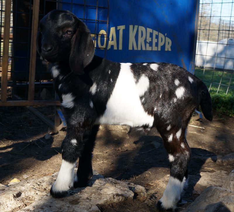 Boer Goats For Sale in Missouri from Dreamer's Farm