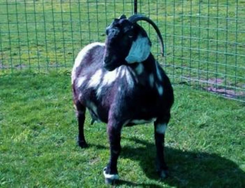 Reese's mother, MAX Boer Goats IMAX Ebony Edition