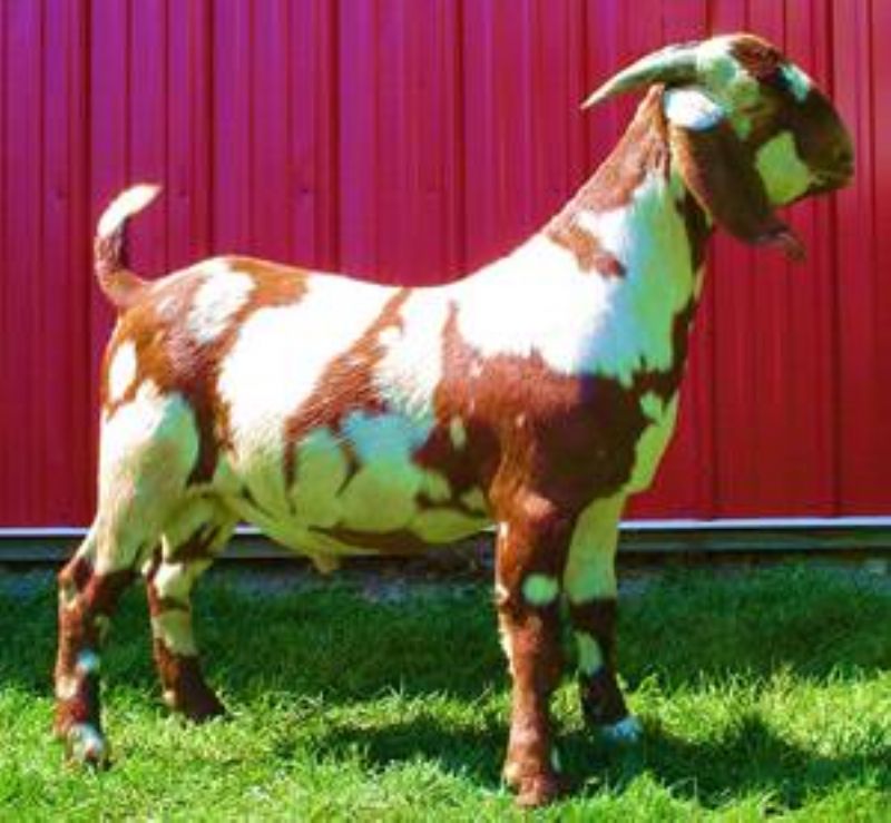 Reese's grandfather on both sides, MAX Boer Goats IMAX 3D ennobled