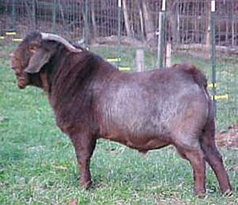 Reese's great grandfather MAX Boer Goats Red Hot $