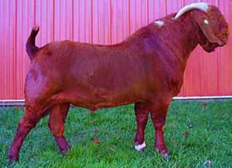 Reese's great grandfather FHF Rugers Striker Fire