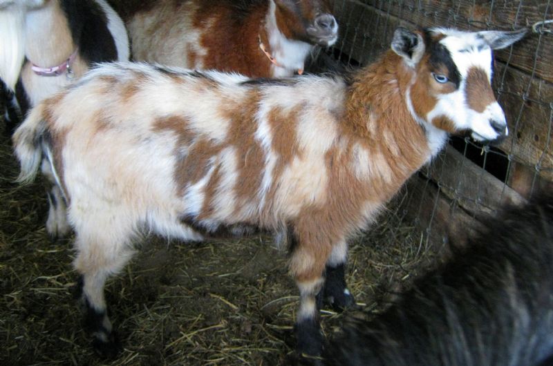 Ivy - Nigerian Dwarf Goat Doe