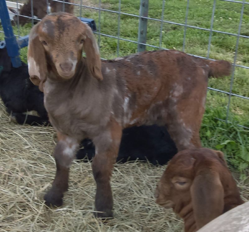 Sabrina - Boer Goat Fullblood Doe