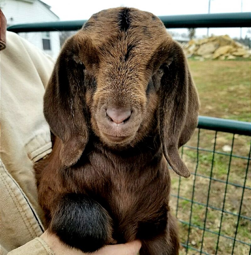 Boer Goats For Sale in Missouri from Dreamer's Farm