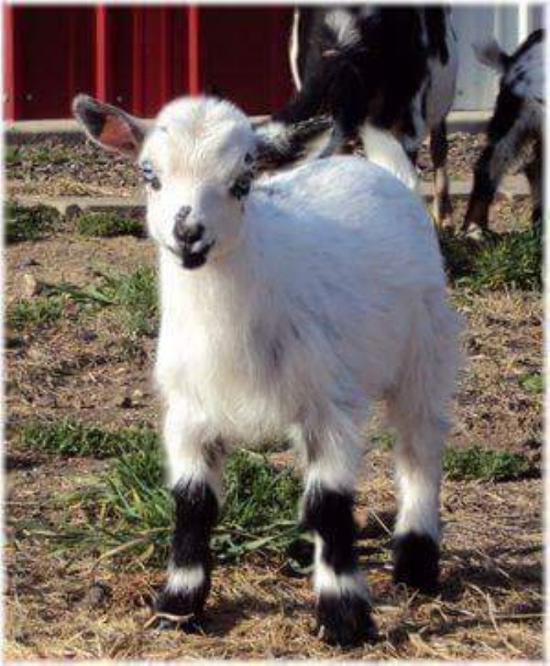 Coconut - Nigerian Dwarf Goat Doe