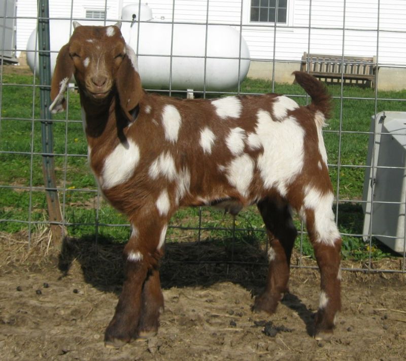 Valentine - Boer Goat Fullblood Buck