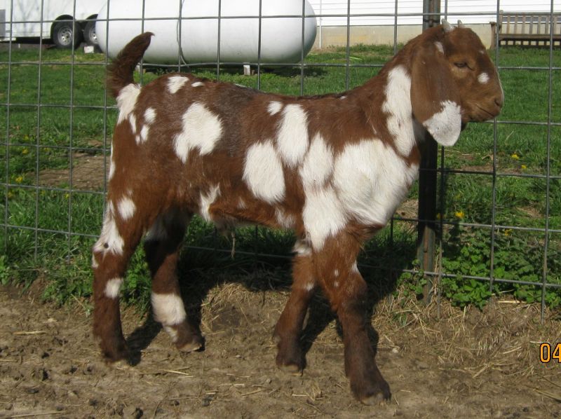 Valentine - Boer Goat Fullblood Buck