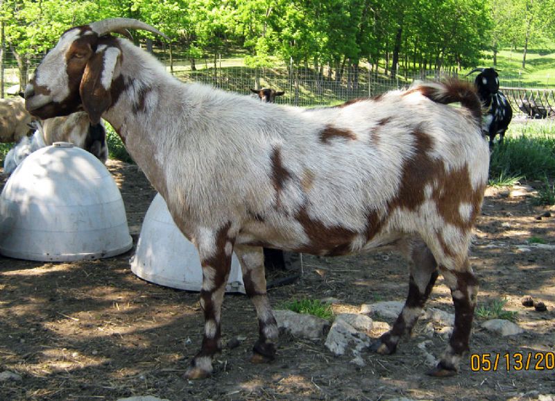 Selena - Boer Goat Fullblood Doe