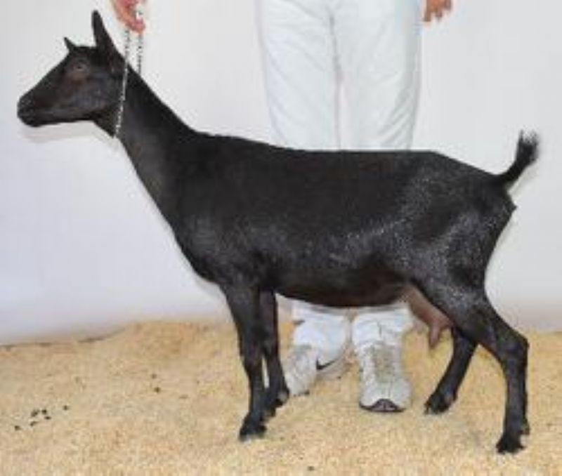 Aspen - Nigerian Dwarf Goat Doe