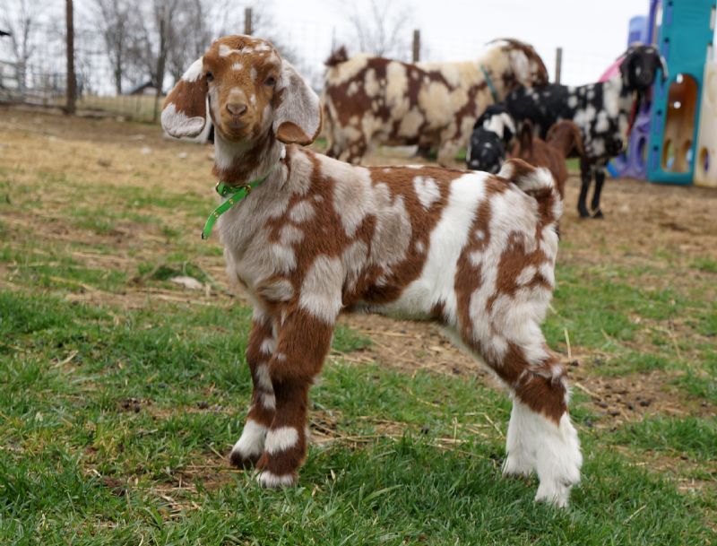 South African Boer Goat Does Boer Goats