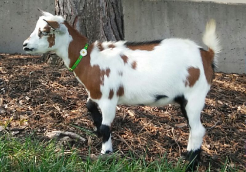 Rose Gold - Nigerian Dwarf Goat Doe