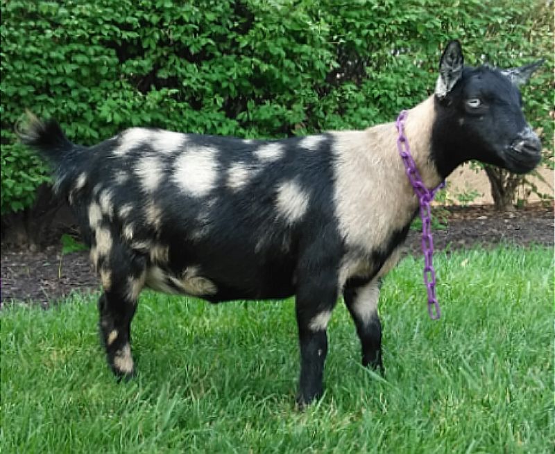 Dreamer's Farm Grasshopper - Nigerian Dwarf Goat Doe