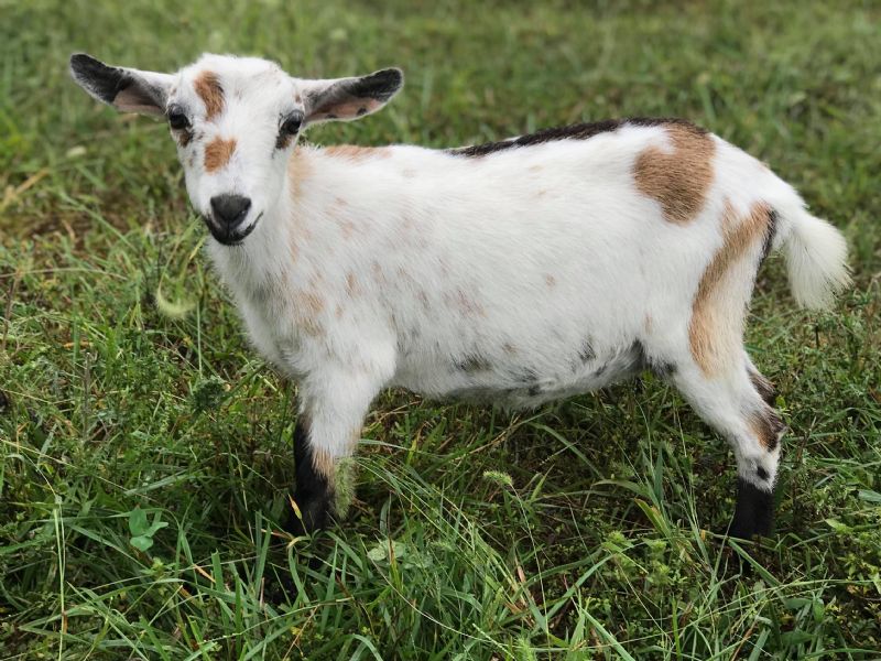 Sugarloaf - Nigerian Dwarf Goat Doe