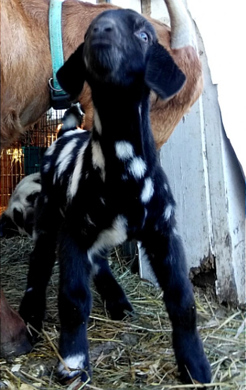 black dapple buck kid - Boer Goat Fullblood Buck