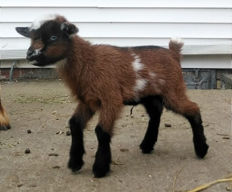 Nigerian Dwarf Goats For Sale in Missouri from Dreamer's Farm