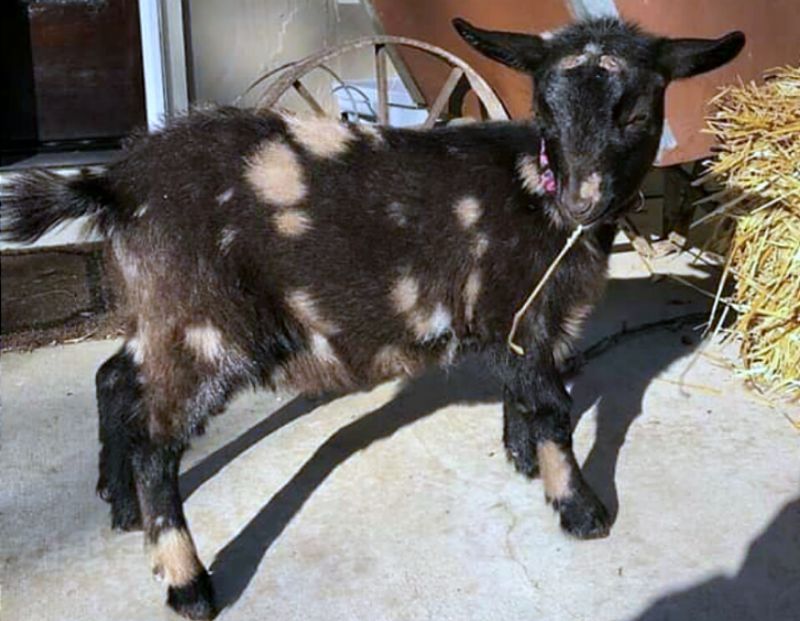 Jolene - Nigerian Dwarf Goat Doe
