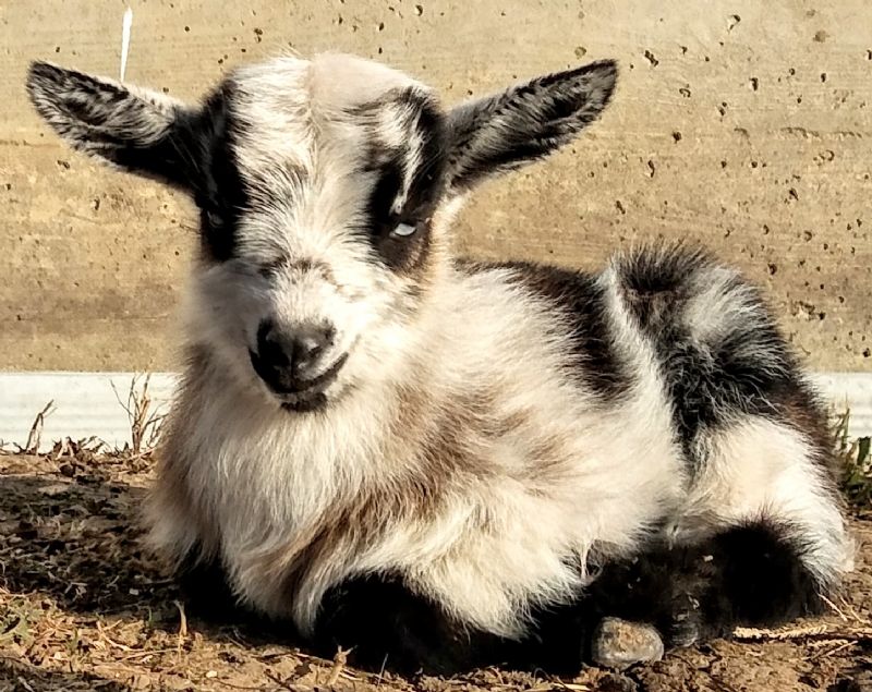 Simone - Nigerian Dwarf Goat Doe