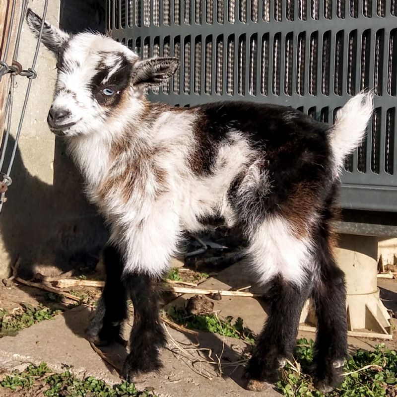 Registered Nigerian Dwarf Goats Does