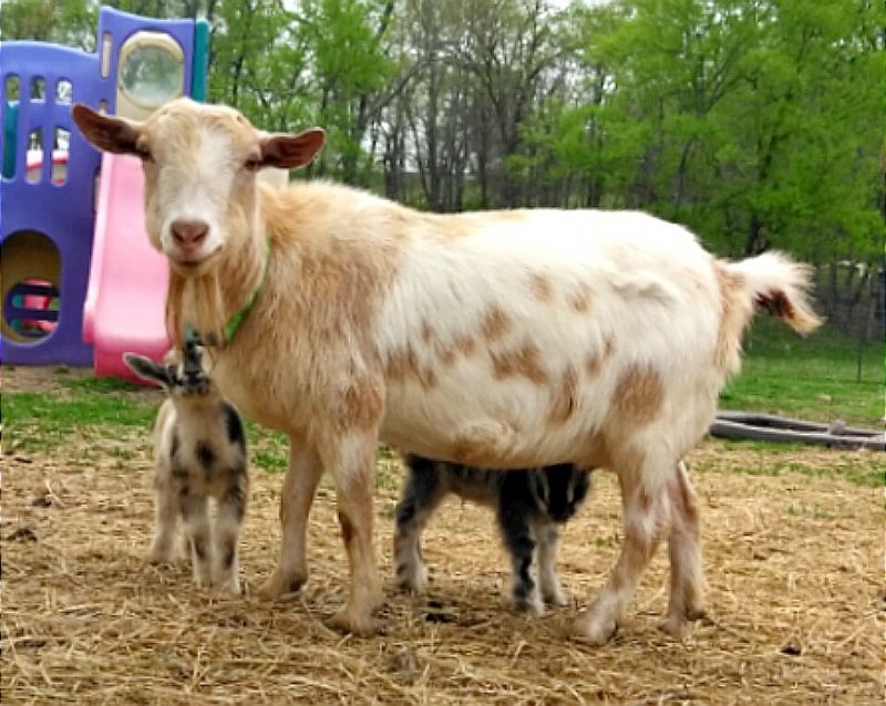 Blue Springs RM Sweet Pea - Nigerian Dwarf Goat Doe
