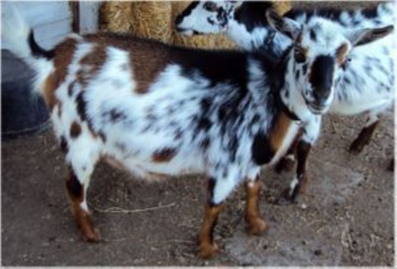 Zira - Nigerian Dwarf Goat Doe