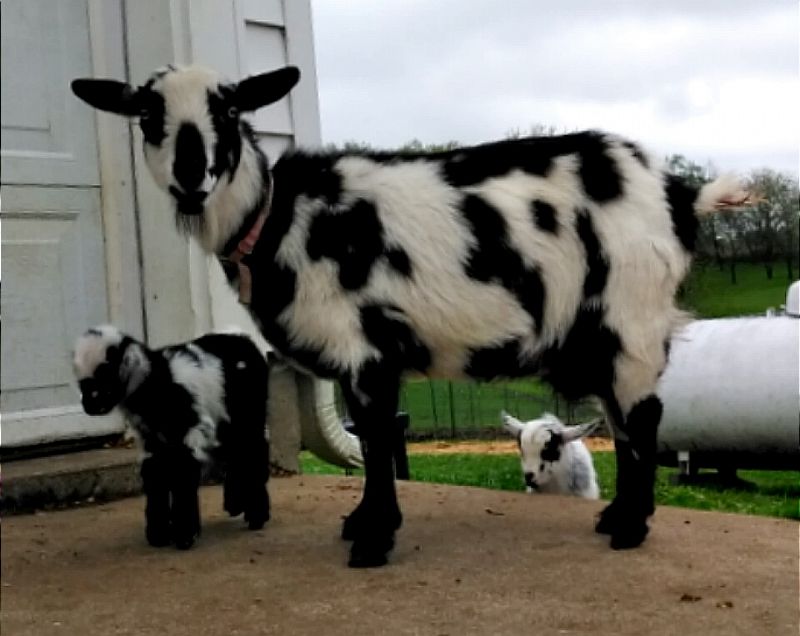 RJR Miniatures Panda - Nigerian Dwarf Goat Doe