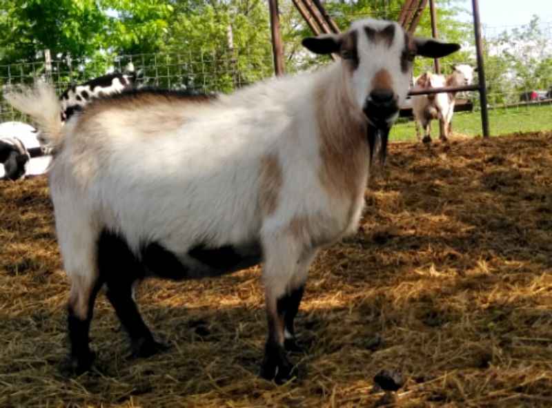 Prairie Wood Party Blues (Tyra) - Nigerian Dwarf Goat Doe