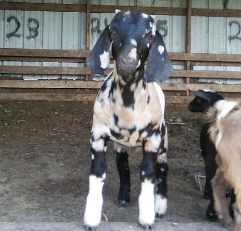 Raisin - Boer Goat Fullblood Buck
