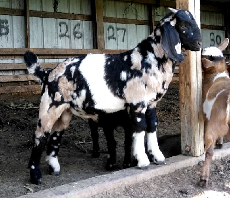 Raisin - Boer Goat Fullblood Buck