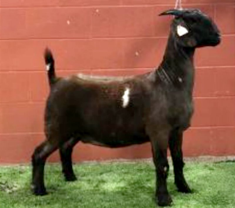 Kitten - Boer Goat Fullblood Doe