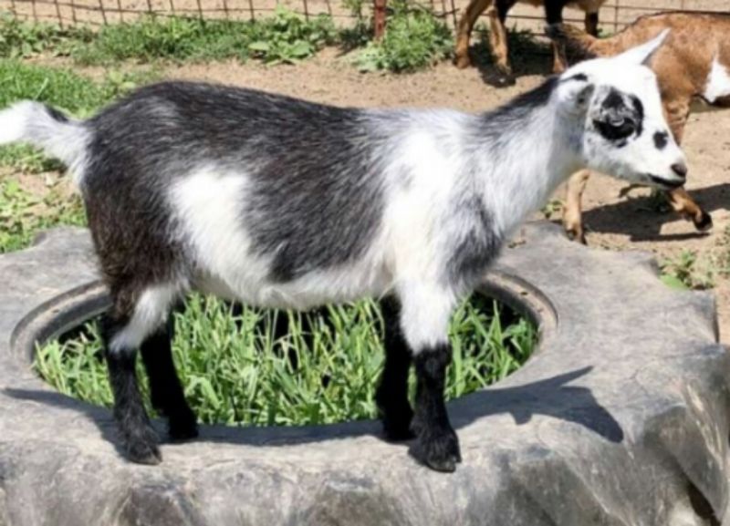 Yettah - Nigerian Dwarf Goat Doe