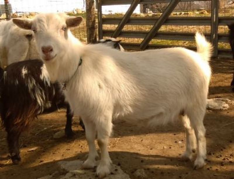Dreamer's Farm Penelope (Pencil) - Nigerian Dwarf Goat Doe