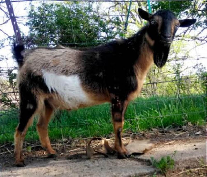 Dreamer's Farm Cheetah - Nigerian Dwarf Goat Doe
