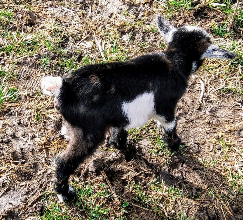 Raine - Nigerian Dwarf Goat Doe