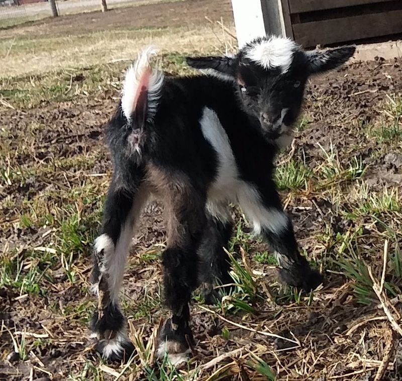 Dreamer's Farm Raine - Nigerian Dwarf Goat Doe
