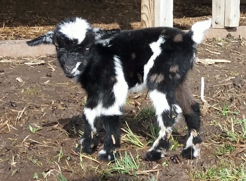 Dreamer's Farm Raine - Nigerian Dwarf Goat Doe