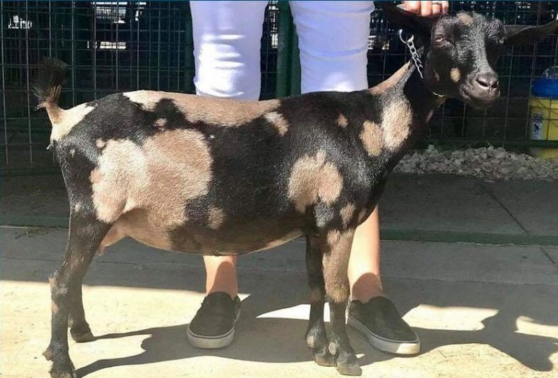 Cami - Nigerian Dwarf Goat Doe
