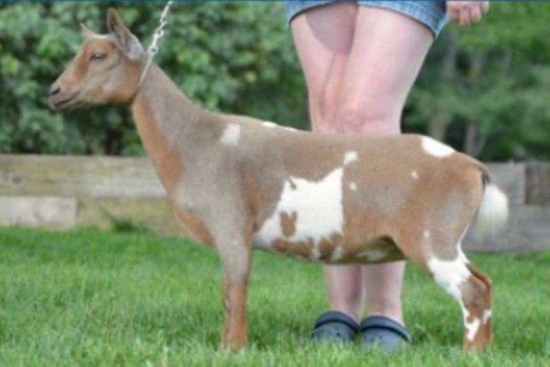 Voila - Nigerian Dwarf Goat Doe