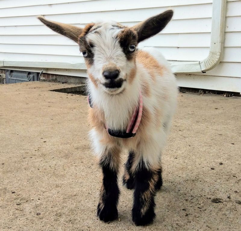 Apple Strudel - Nigerian Dwarf Goat Doe