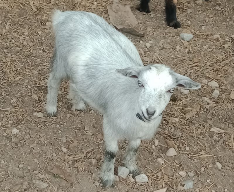 Bonnie - Nigerian Dwarf Goat Doe