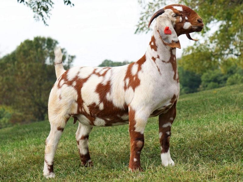 Safari - Boer Goat Fullblood Doe